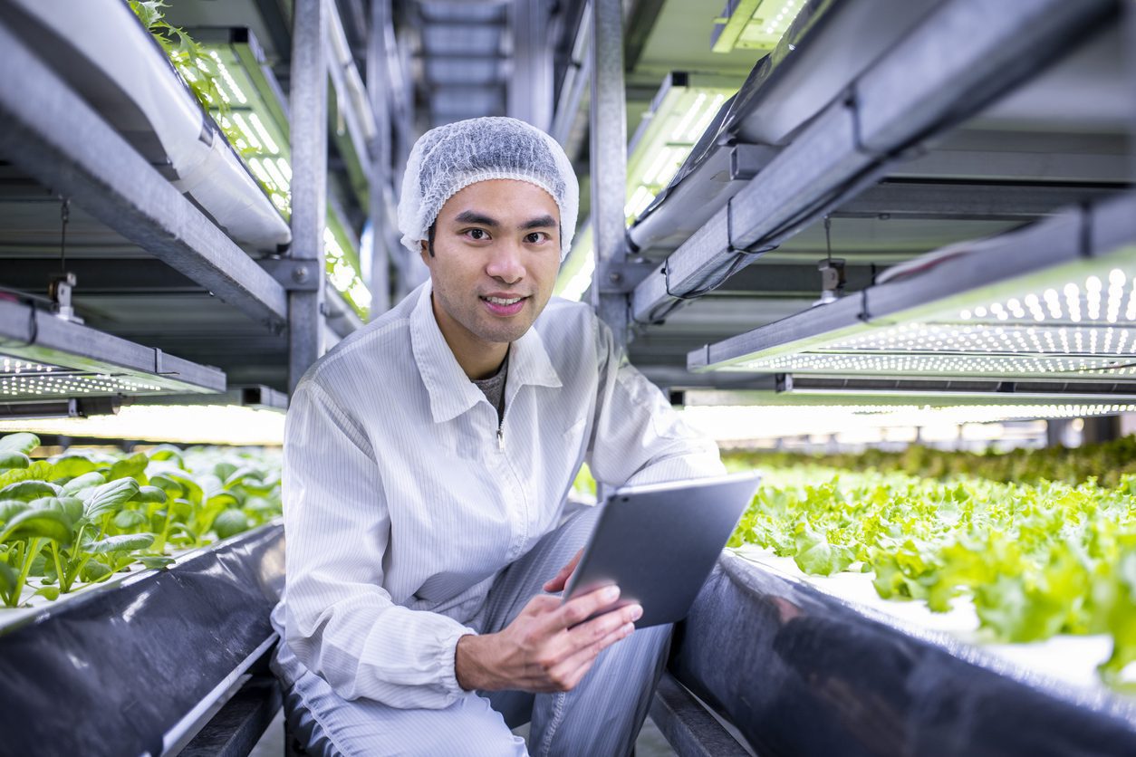 Taiwanese Ag Specialist Examining Stacks of Indoor Crops Greenhouse
